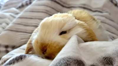 My cute baby rabbit love pat pat ❤️