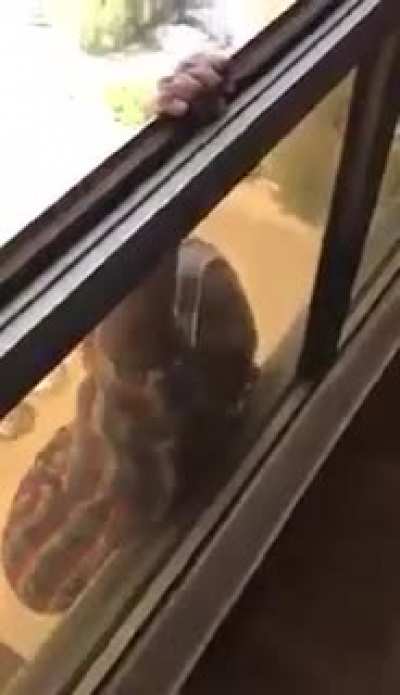 Brutal