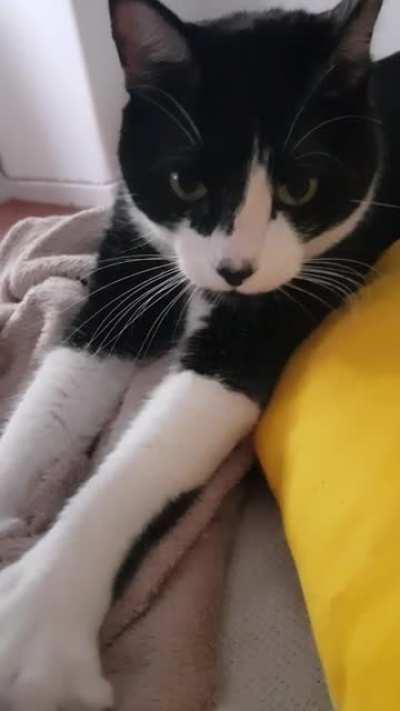 Lazy biscuits