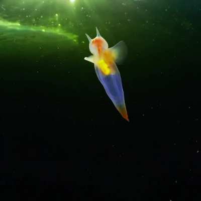 Rare sea angel spotted off russian coast