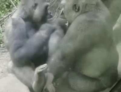 hmmmmmm evolution