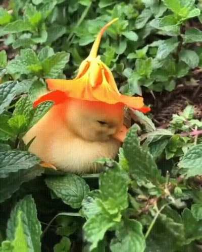 Sleepy duckling