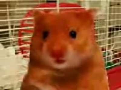 cursed_hamster