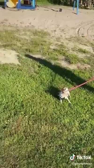 Lady being “bit” by dog