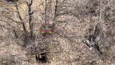 Invader shouldn't have put a foot in Ukraine