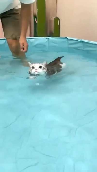 Swimming car 