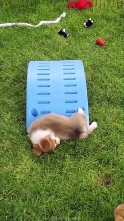 Doggy needs recharged
