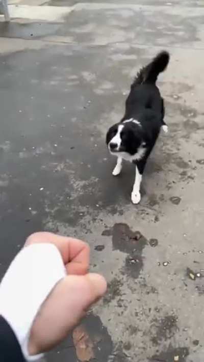 Doggo with incredible intelligence and ability