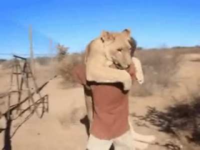Lion Attack