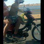 Good boy