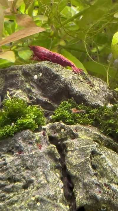 Red Sakura babys