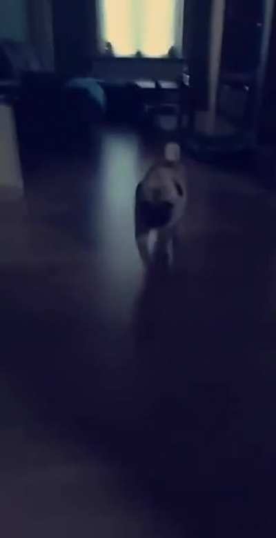 Doggo attack