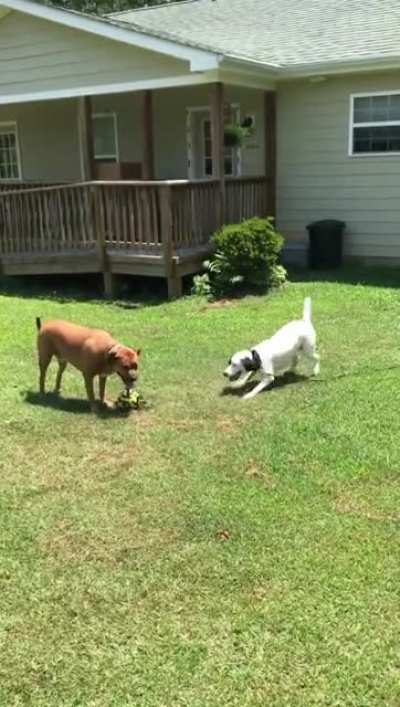 Dog-on-dog teasing