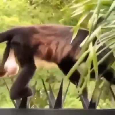 Monke sneaking