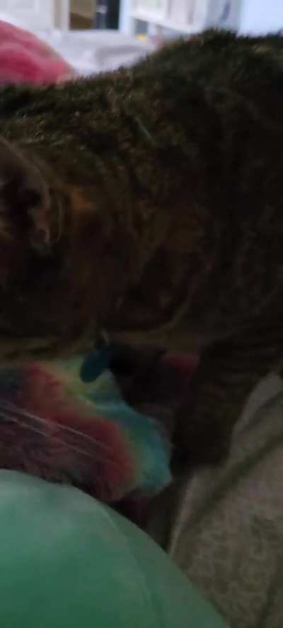The kneadiest, of Kneady.