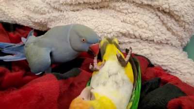 BOOP