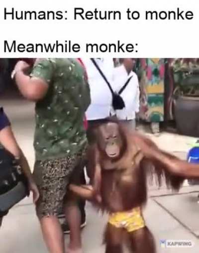 Curious monke