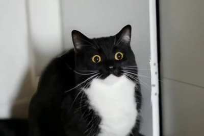 Nice cat