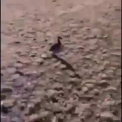 Duck flip