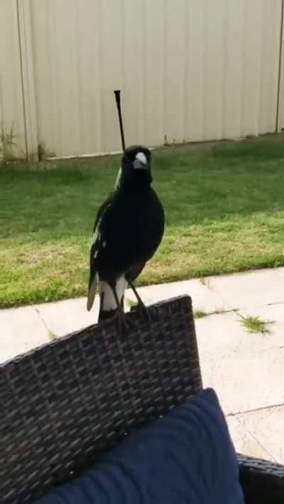 birbspeak