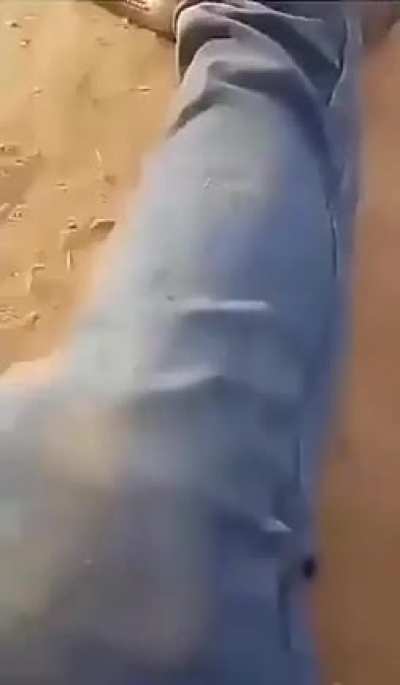 Aussie got a tiger snake in his pants