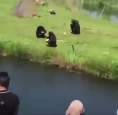 Bonk
