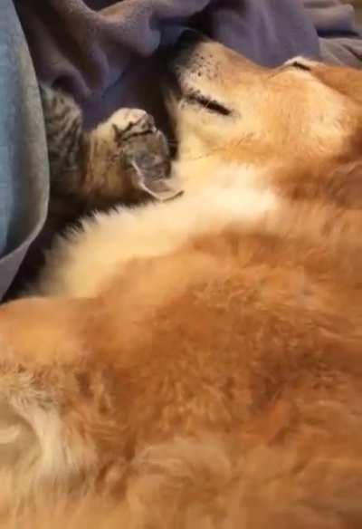 They. Held. Paws.
