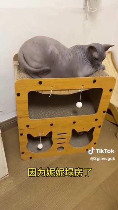 More evidence of the conditions in which the animals lived, everything is wrong with this video