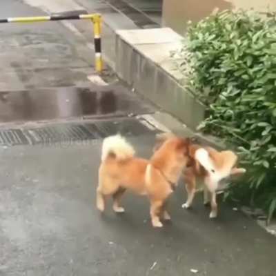 This is how doggy death spirals begin.