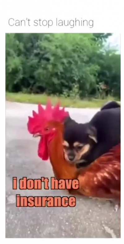 Doggo on 