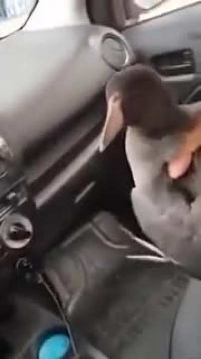 The bird got the man in the car, and not vice versa