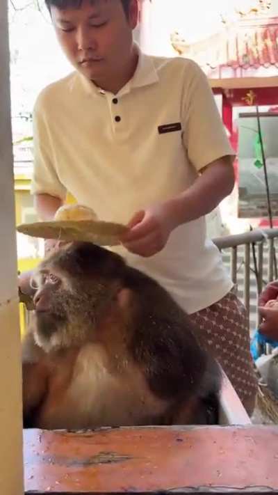 XingXing monkey eating oranges