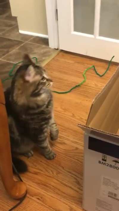 Cat.
