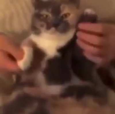 Moldy Cat Dance