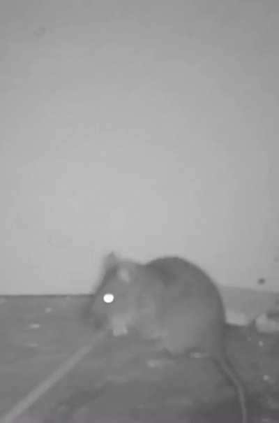 Pinche ratota