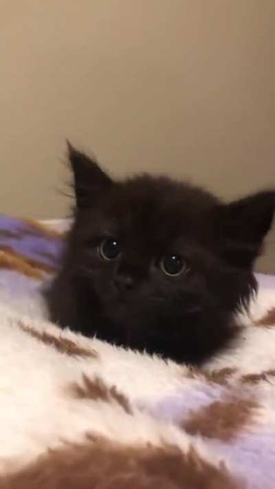 Look at those ears
