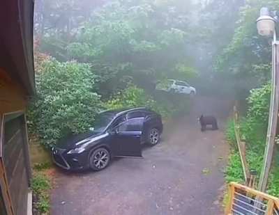 🐻