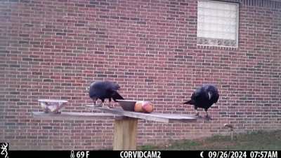 Sibling Rivalry