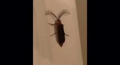 omg 😳 kda kha’zix leaked