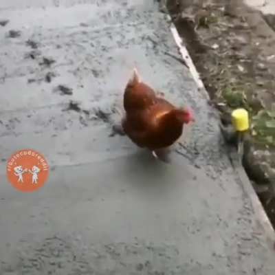 🐔