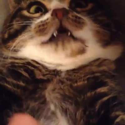 Chonky cross-eyed vampire gets belly scritches