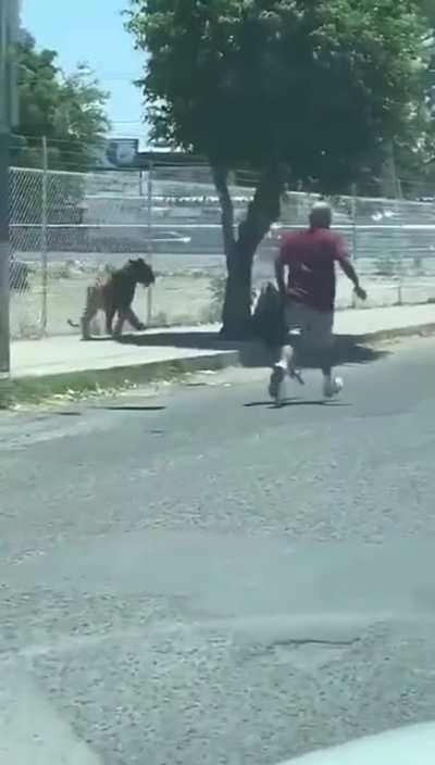 Tiger escapes in Mexico