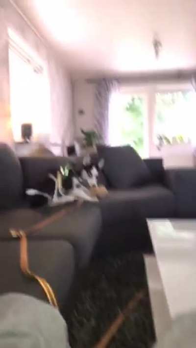 That dog is a demon