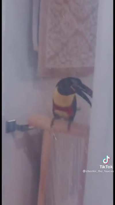 Beakosaurus partying in shower