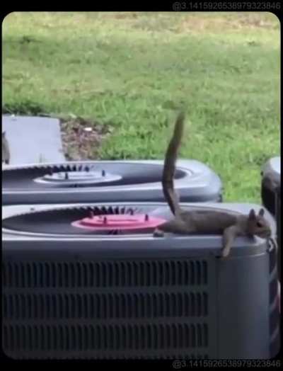squirrel on exhaust fan