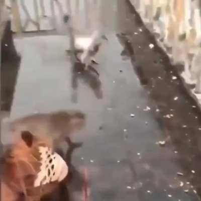 greedy little boy
