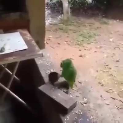 Someone give him his food