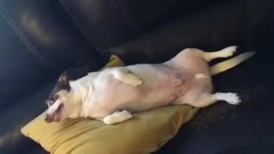 Bubz should be our new mascot. Here is his audition tape.