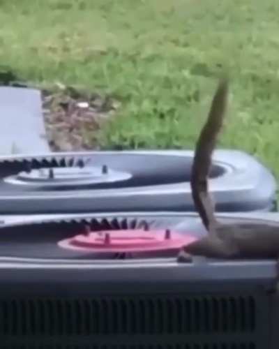 Just plain shitty