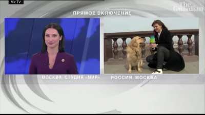 Dog interrupts live weather report in Moscow